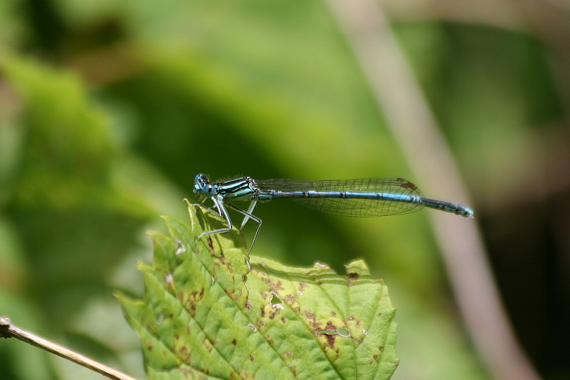 Platycnemis pennipes? - S, maschio